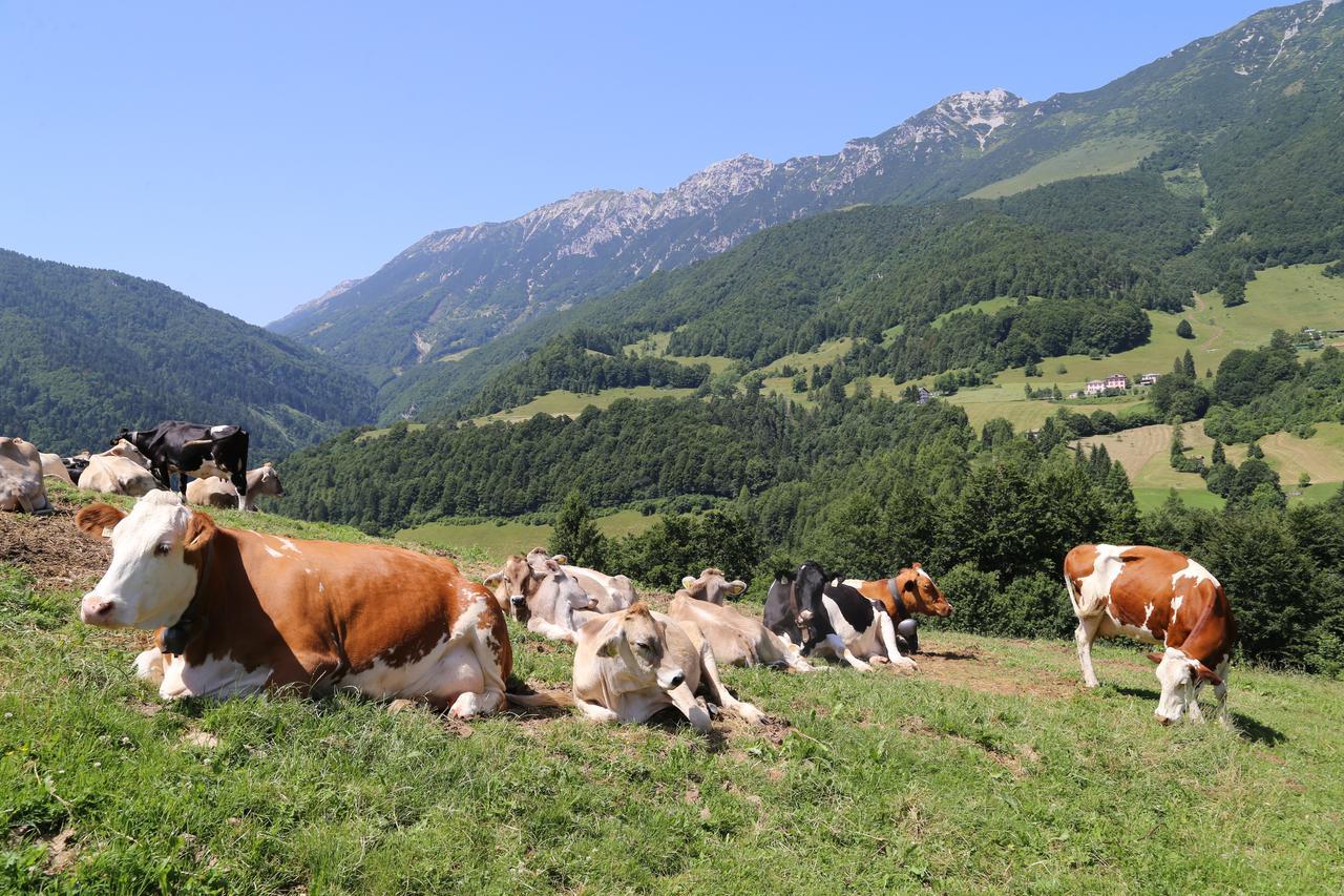 Albergo Alpino Da Tullio Avio Luaran gambar